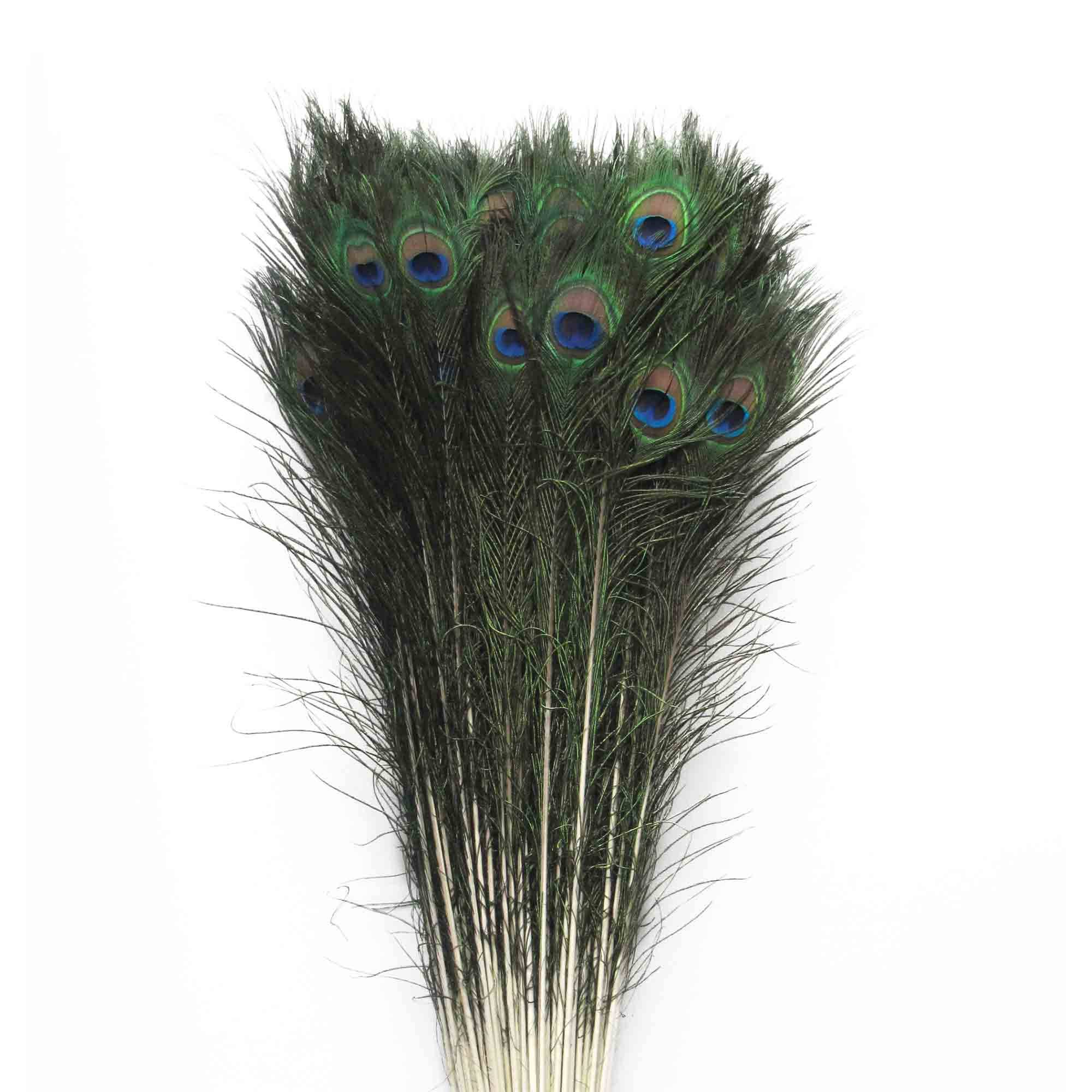 Peacock Feathers 35
